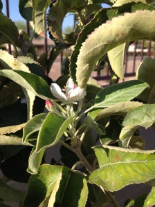 apple blossom 1